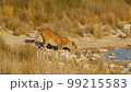 Cinematic shot of lioness at water hole in Etosha, Namibia 99215583