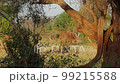 Cinematic shot of wild Elephant in Tsavo, Kenya 99215588