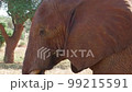 Cinematic close up shot of wild Elephant in Tsavo, Kenya 99215591
