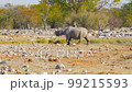 Cinematic shot of Rhinoceros at water hole in Etosha, Namibia 99215593