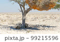 Cinematic shot of lion cubs in Etosha, Namibia 99215596