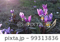 Dogtooth violet. Spring primroses erythronium japonicum 99313836
