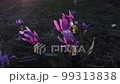 Dogtooth violet. Spring primroses erythronium japonicum 99313838