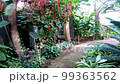 Walking in the greenhouse of Amarillo Botanical Gardens at Texas 99363562
