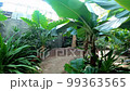 Walking in the greenhouse of Amarillo Botanical Gardens at Texas 99363565