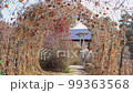 Close up shot of small pumpkin in Amarillo Botanical Gardens at Texas 99363568