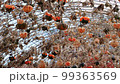 Close up shot of small pumpkin in Amarillo Botanical Gardens at Texas 99363569