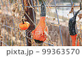 Close up shot of small pumpkin in Amarillo Botanical Gardens at Texas 99363570