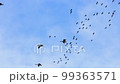 Close up shot of many Canada geese flying in the sky at Texas 99363571