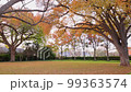 Overcast view of the autumn fall color at Amarillo, Texas 99363574
