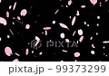 Fluttering falling cherry blossom petals - Falling cherry blossoms, falling cherry blossoms, spring, celebration image material 99373299