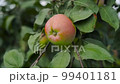 Red apple on a young apple tree on a tree orchard 99401181