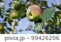 Red apple on a young apple tree on a tree orchard 99426206