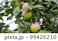 Red apple on a young apple tree on a tree orchard 99426210