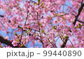 晴天をバックに彩られる河津桜【アップ】 99440890