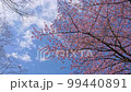 晴天をバックに彩られる河津桜【ワイド】 99440891