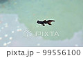 Chinese black moor telescope goldfish, latin name Carassius auratus, swimming in a basin with coins in the background, Taoist temple, Luodai, Chengdu, Sichuan province, China 99556100