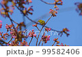 春のインサート映像に最適な　河津桜とメジロのコラボ 99582406