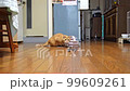 猫じゃらしを捕まえてドヤ顔をしながら、わざわざ持ってくるねこ 99609261