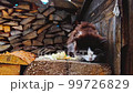 Dirty stray, homeless exhausted cat eats bread 99726829