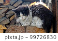 Dirty stray, homeless cat close-up 99726830