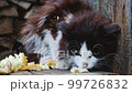 Dirty stray, homeless exhausted cat eats bread, close-up 99726832