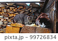 Two homeless cats eat bread 99726834