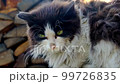 Dirty stray, homeless cat close-up 99726835