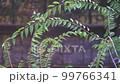 Rain dripping on leaves of trees. Yellow leaves of autumn trees and rain. 99766341