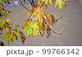 Rain dripping on leaves of trees. Yellow leaves of autumn trees and rain. 99766342