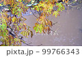Rain dripping on leaves of trees. Yellow leaves of autumn trees and rain. 99766343