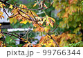 Rain dripping on leaves of trees. Yellow leaves of autumn trees and rain. 99766344