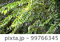Rain dripping on leaves of trees. Yellow leaves of autumn trees and rain. 99766345