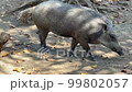 Female wild boar trampling the ground. A wild predator in its natural environment. Wild Pig 99802057