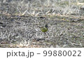 Aoji 99880022