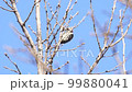Kogera 99880041