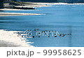 海邊的鳥群 99958625