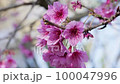 Spring season with pink flowers blooming 100047996