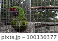 Close up video of a colorful great green macaw parrot. 100130377