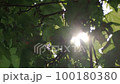 Sunbeams shining through tree leaves 100180380