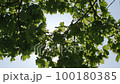 Sunbeams shining through tree leaves 100180385