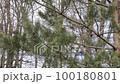 A pine green branch swings in the wind 100180801