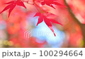 Momiji秋葉 100294664