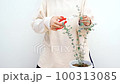 Japanese woman body parts caring for houseplant Eucalyptus 100313085