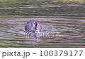 Courtship behavior (pumping) that moves the neck of spot-billed ducks up and down and mating 100379177
