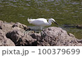 Little Egret using its feet to find and eat small shrimp in the shallows of a pond 100379699