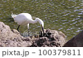 A Little Egret searching for prey with its crest feathers and legs in the shallows of a pond 100379811