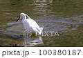 Little Egret using its feet to find and eat small shrimp in the shallows of a pond 100380187