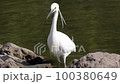 A Little Egret searching for prey with its crest feathers and legs in the shallows of a pond 100380649