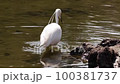 Little Egret that walks in the shallows of a pond with its crest feathers fluttering and uses its legs to search for and eat small shrimp. 100381737